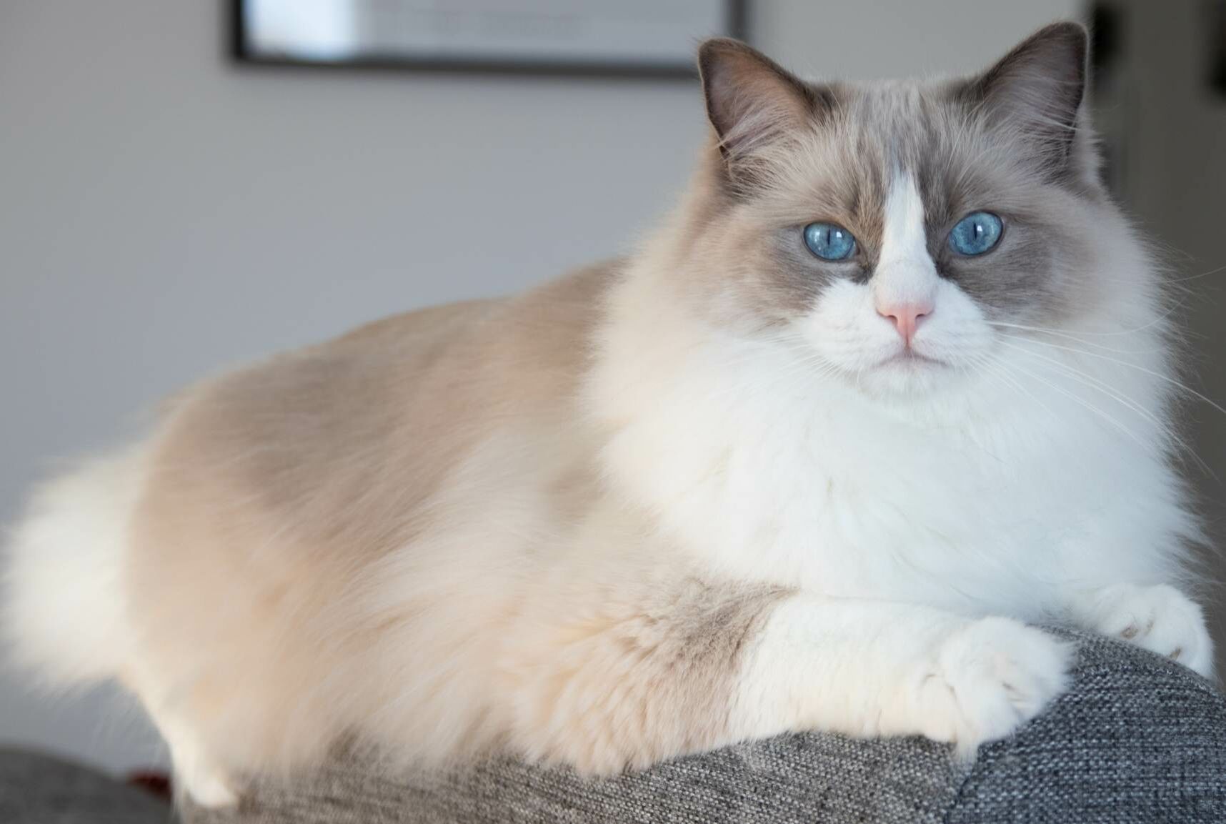 Eine Ragdoll-Katze liegt wach auf der Sofalehne.