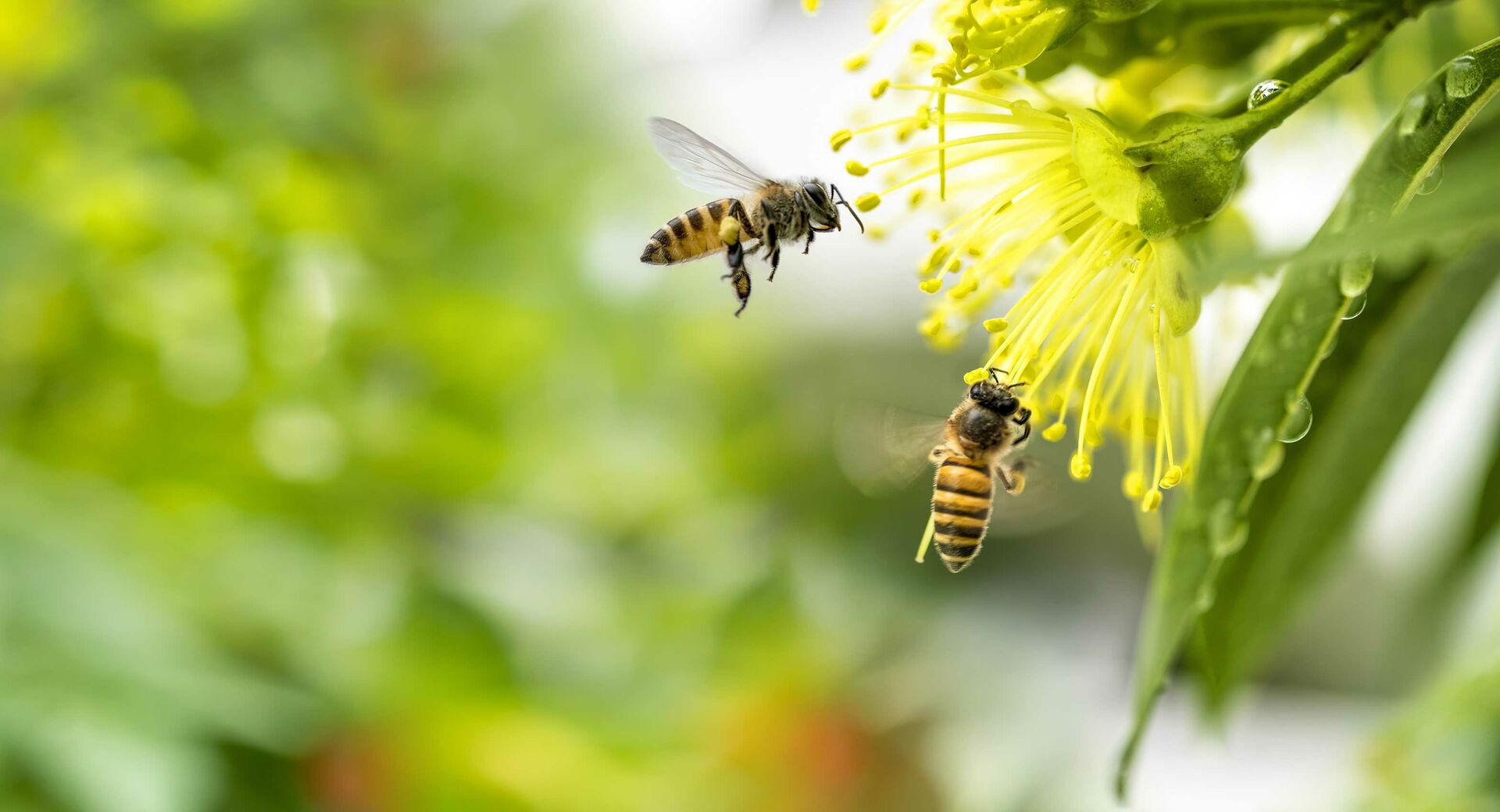 Bienen suchen Pollen an einer gelben Blüte.