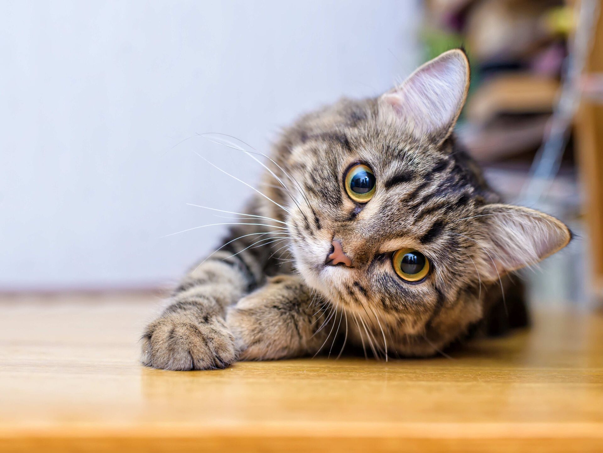 Was Katzen wirklich brauchen
