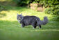 Eine langhaariger Katze läuft über eine Grünfläche und schaut zum Betrachter.