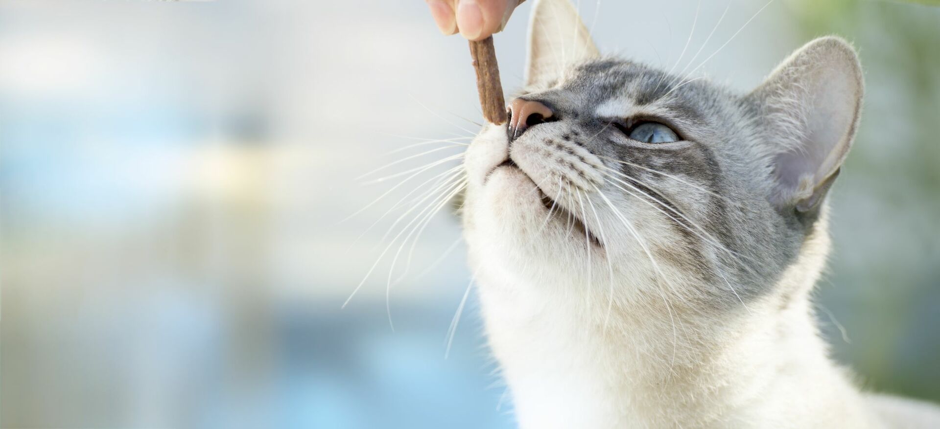 Eine Katze schnuppert an einem Leckerli.