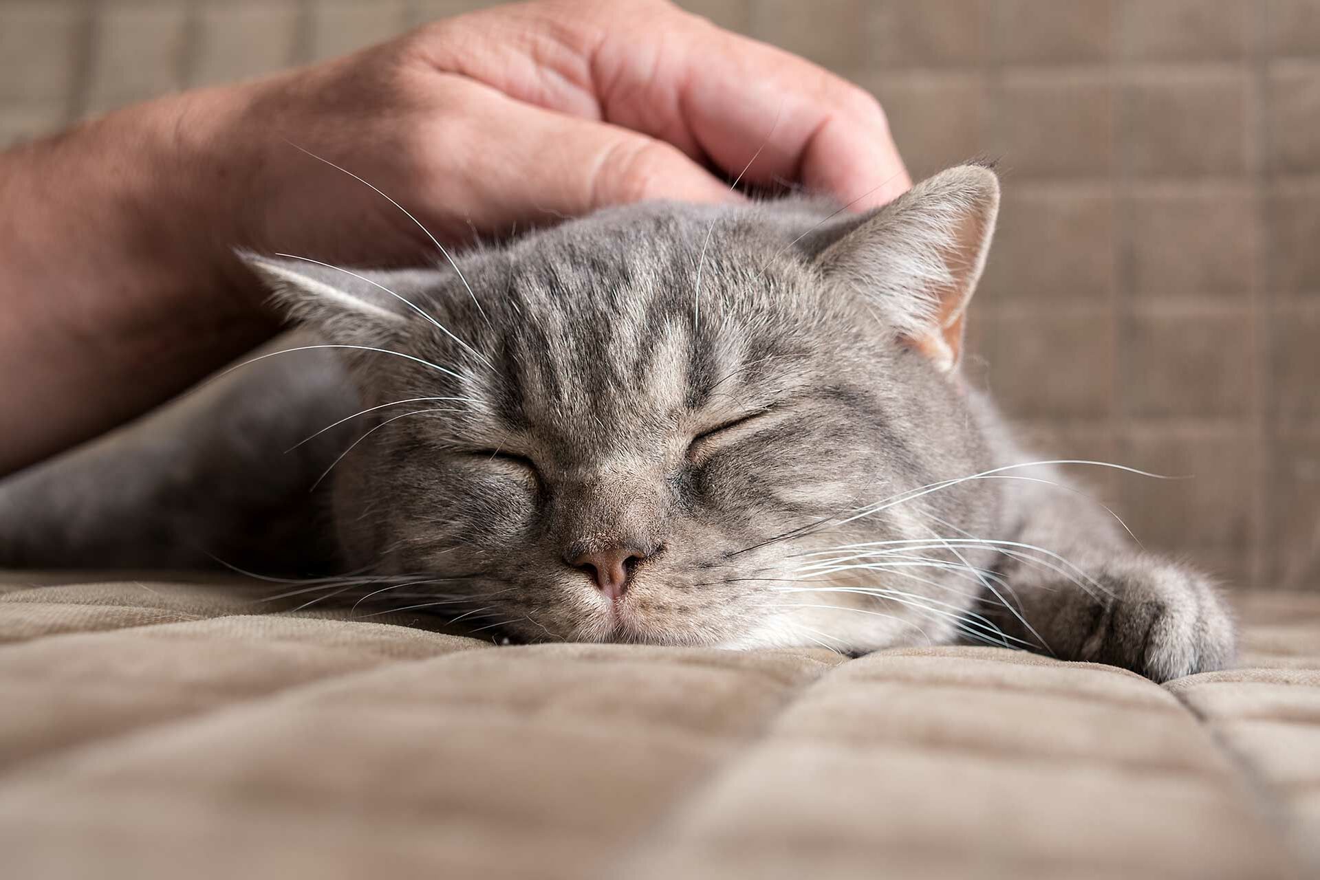 Kater liegt auf dem Sofa und genießt eine Streicheleinheit.