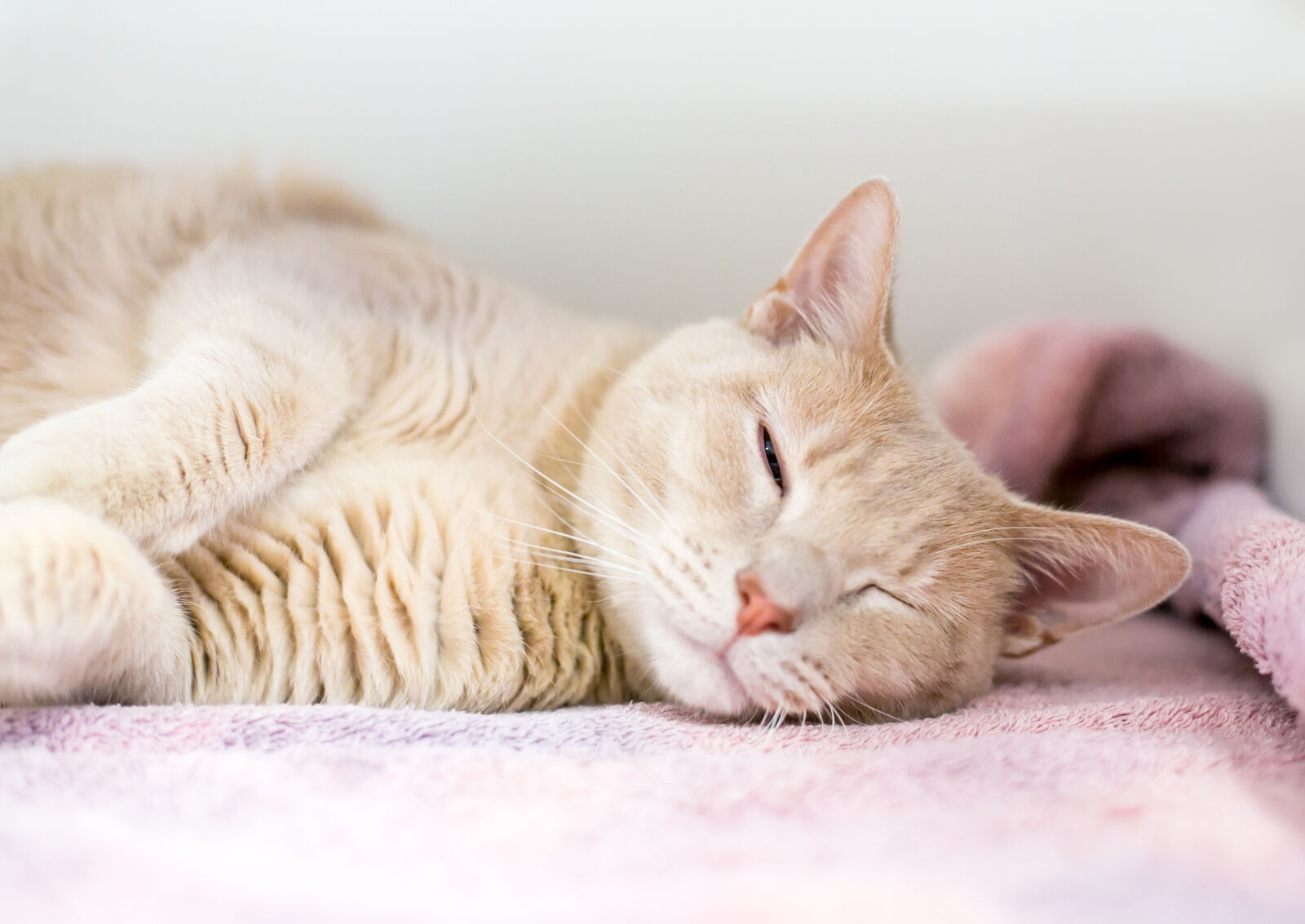 Eine Katze liegt mit halb geöffneten Augen auf einer rosa Decke.