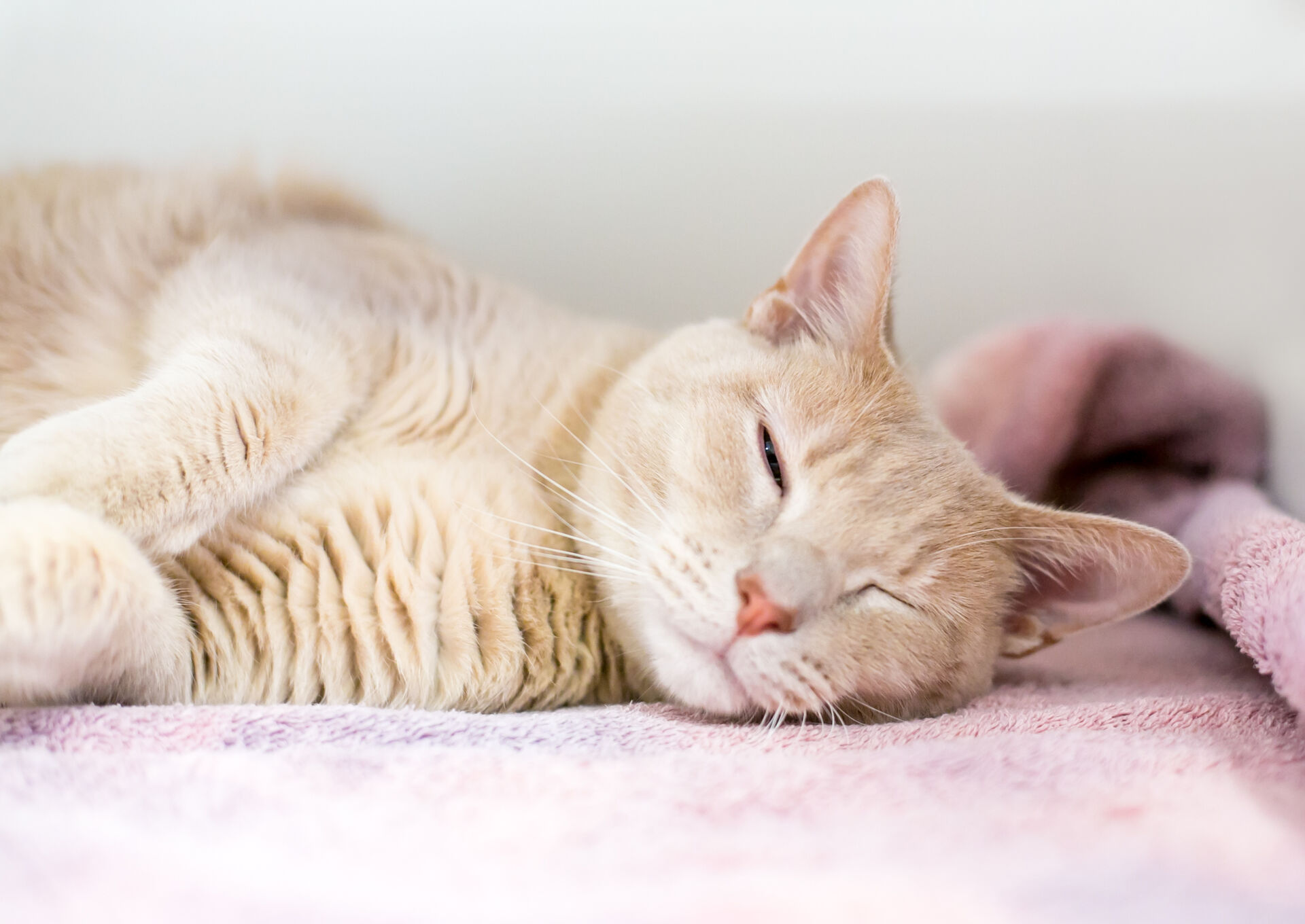 Eine Katze liegt mit halb geöffneten Augen auf einer rosa Decke.