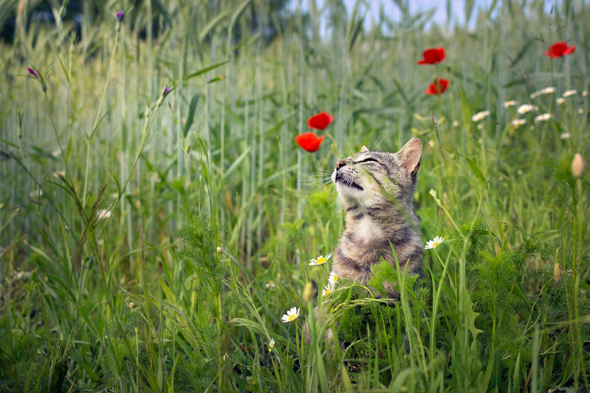 Eine Katze sitzt zwischen hohen Gräsern und riecht an einer Mohnblume.