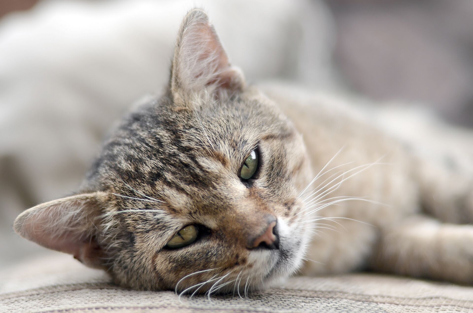 Eine Katze liegt auf der Seite und döst. Die Augen sind leicht geöffnet.