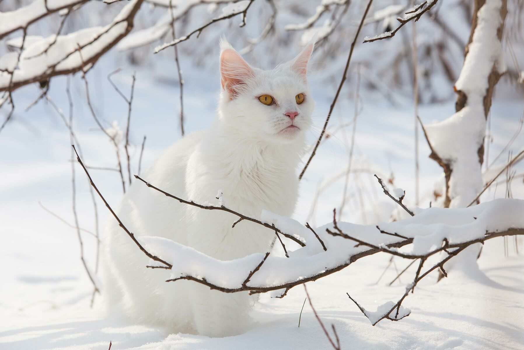 Eine weiße Katze sitzt im Schnee und schaut auf Äste, die vor ihr hängen.