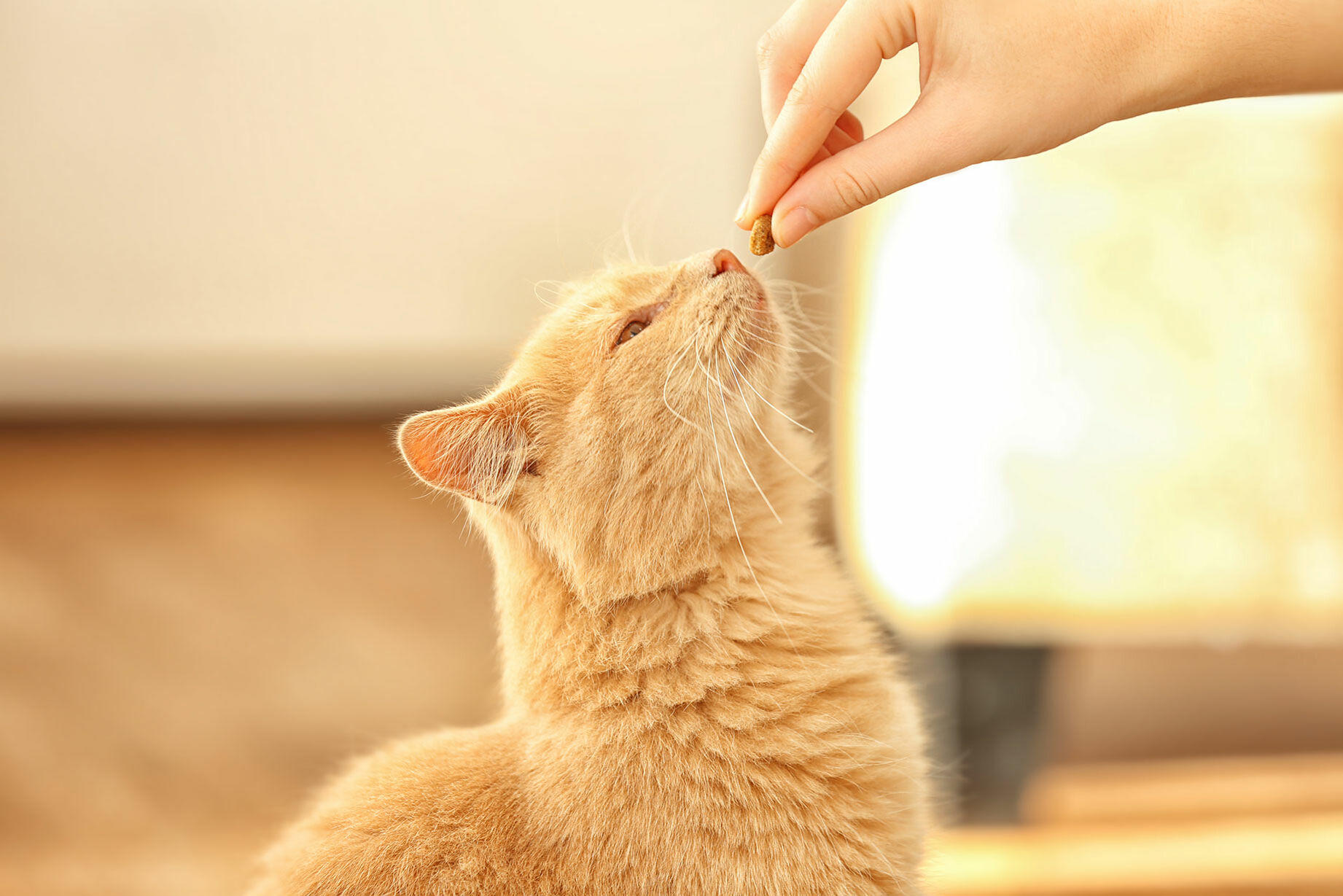 Katzenleckerli selber machen