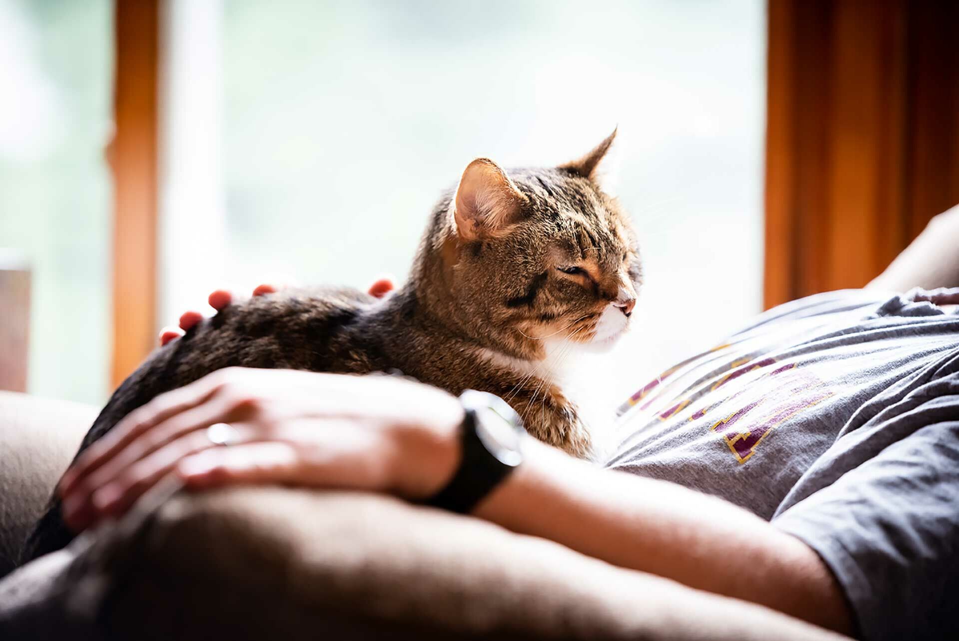 Eine ältere Katze liegt auf dem Schoß einer Person und wird gestreichelt. 