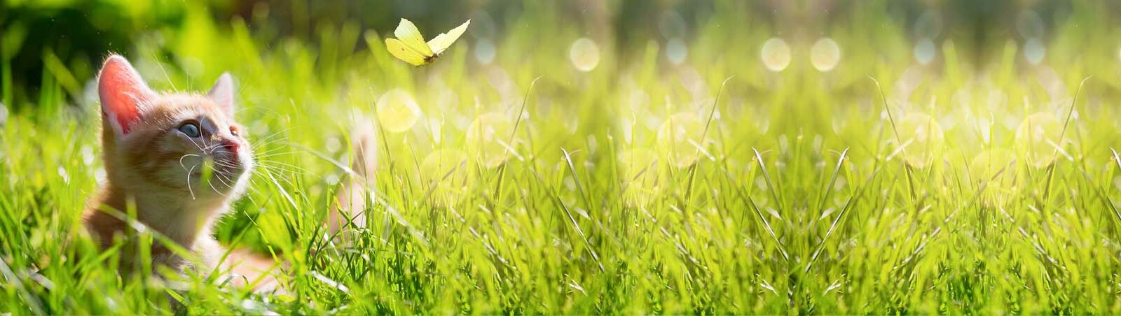 Ein Kitten sitzt im Gras und sieht einem Schmetterling hinterher.