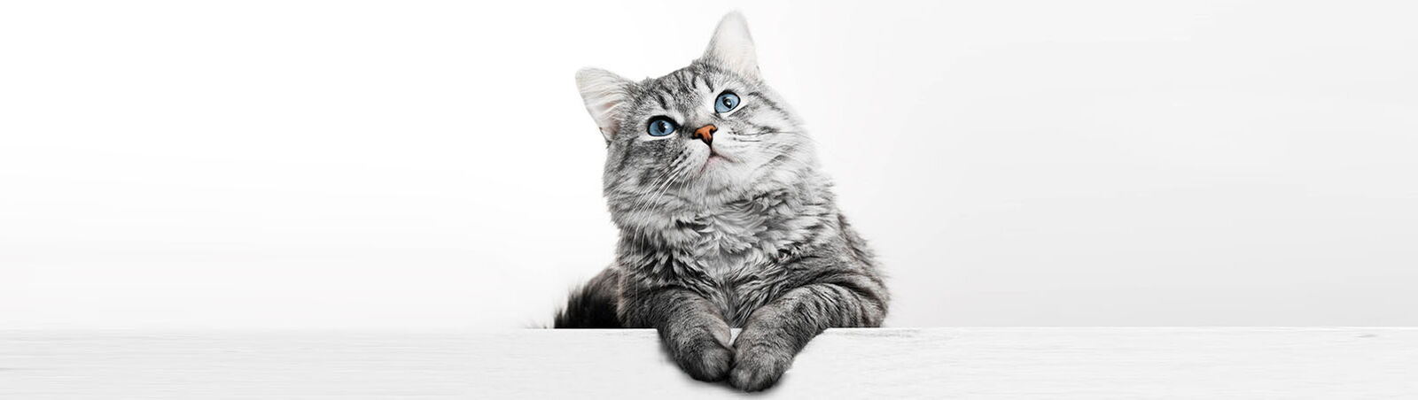 Eine graue Katze ist vor einem weißen Hintergrund abgebildet.