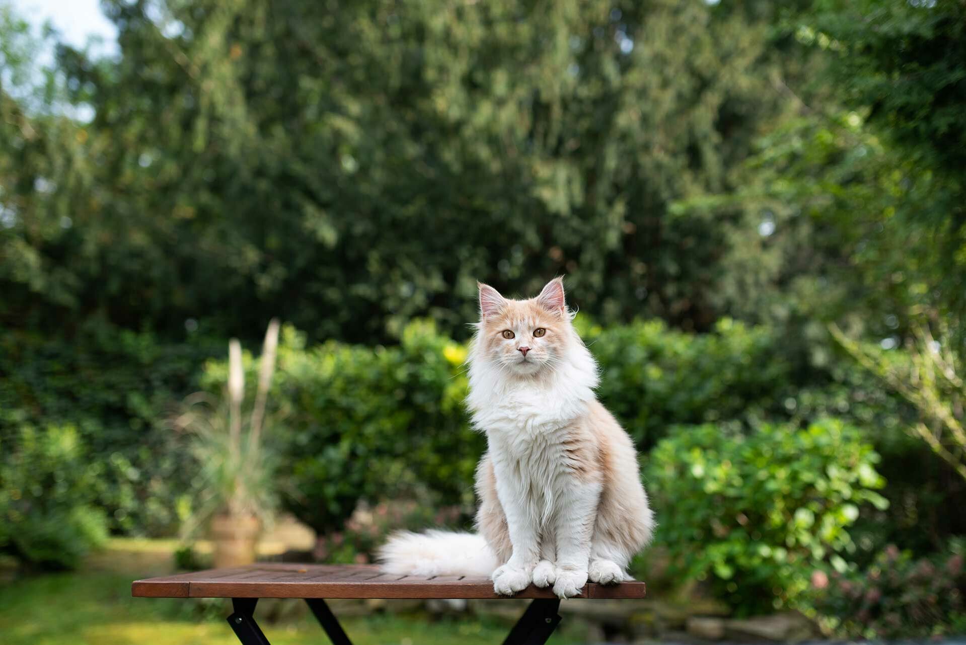 Eine Maine Coon sitzt im Garten auf einem Tisch.