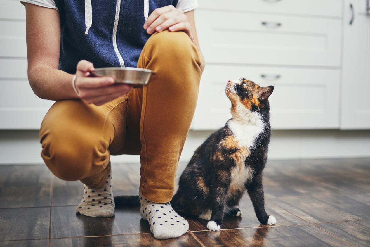  Person führt einen Katzennapf mit der Hand Richtung Boden, eine Katze guckt erwartungsvoll zur Person auf.