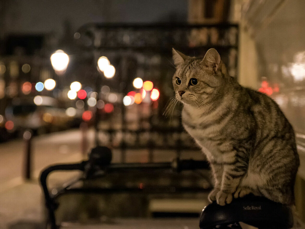 Sind alle Katzen nachtaktiv?