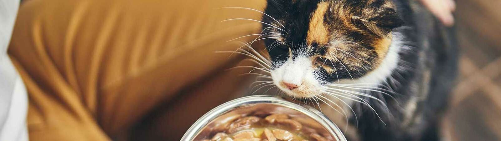 Ein Mann kniet mit einem Napf voll Katzenfutter in der Hand und eine Katze steht auf seinem Schoß.