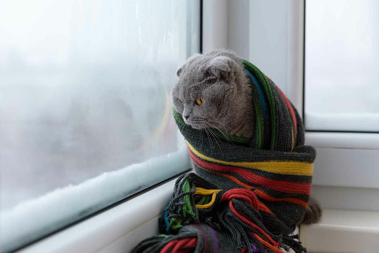Eine Katze mit Schal sitzt am Fenster.
