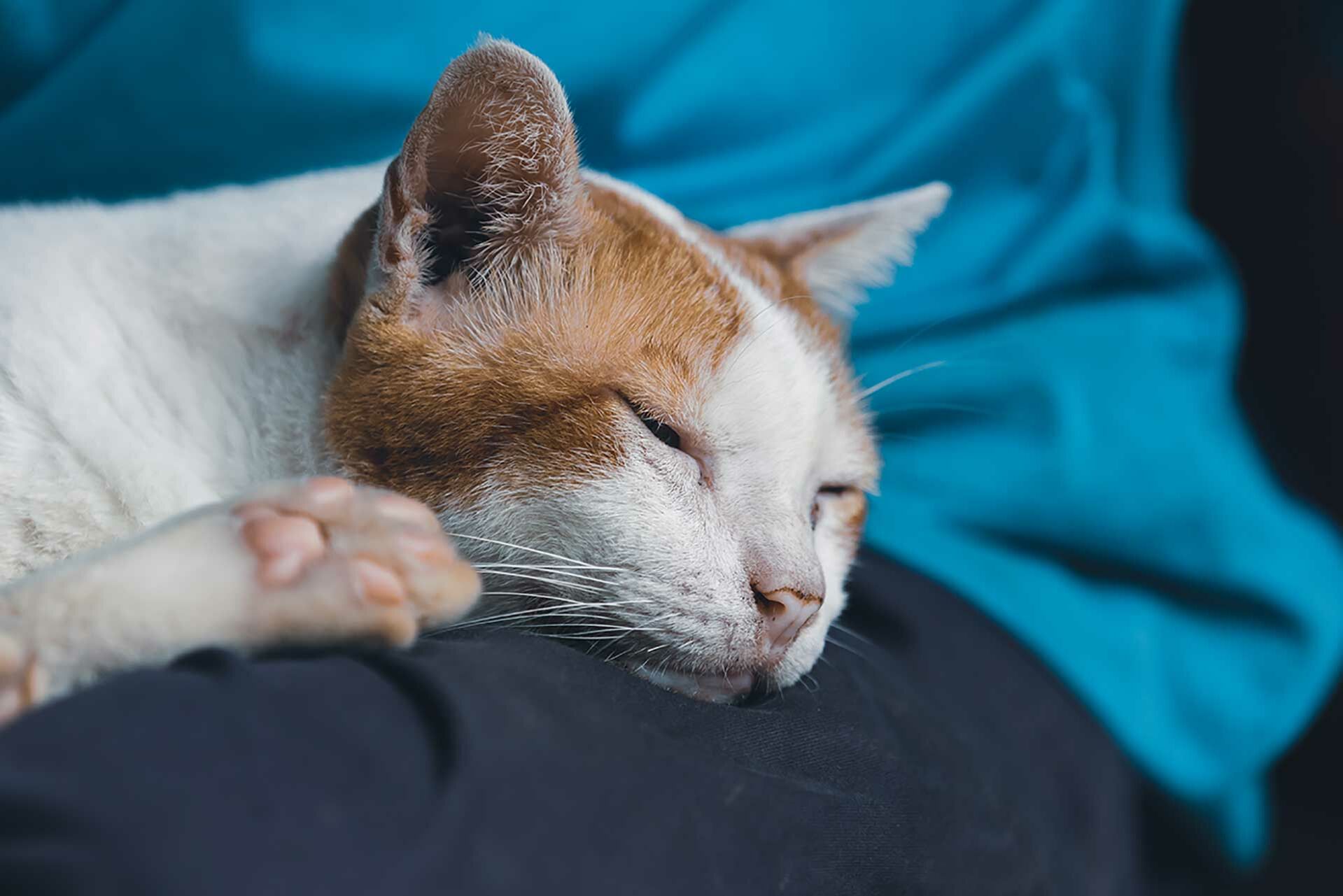 Verabschieden sich Katzen, bevor sie sterben? 