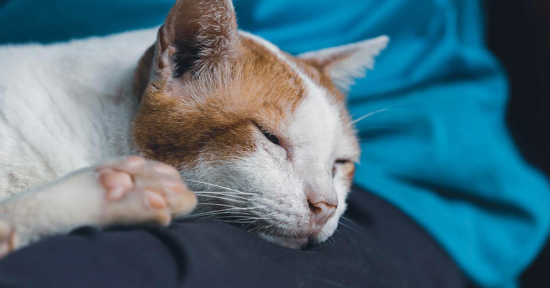 Verabschieden sich Katzen, bevor sie sterben? | Miamor