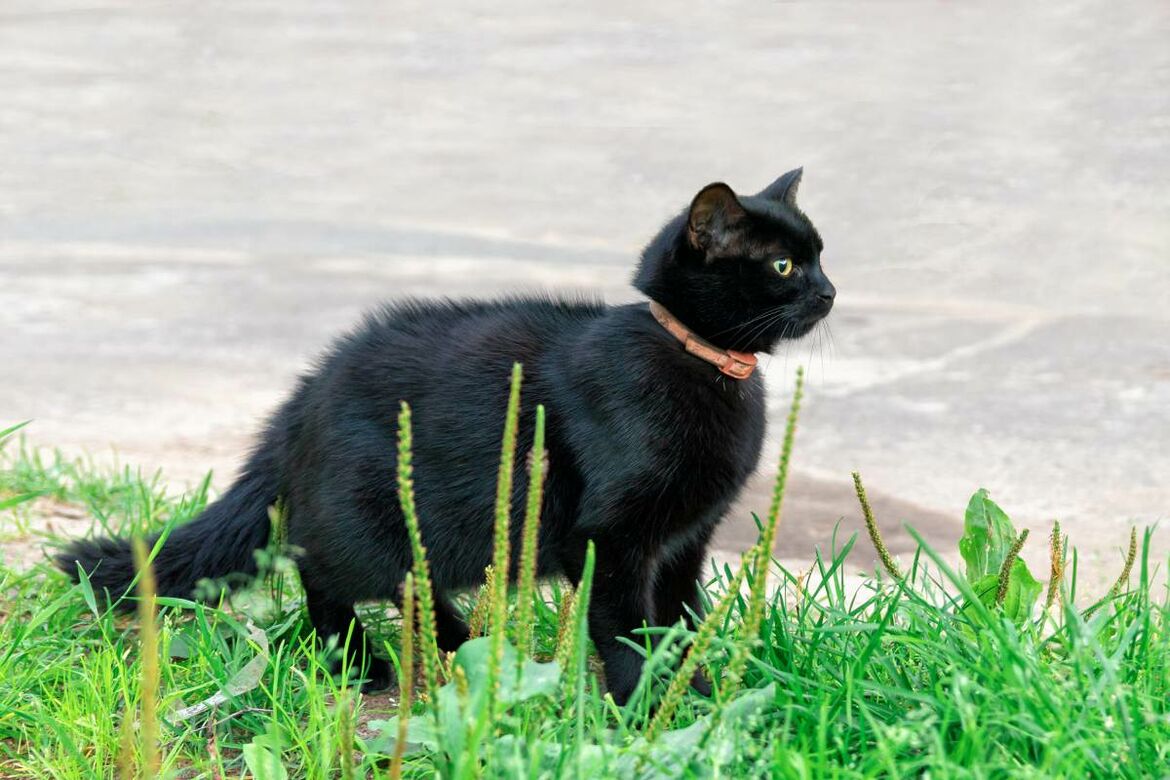 Schwarze Katze mit Flohhalsband steht im Gras.