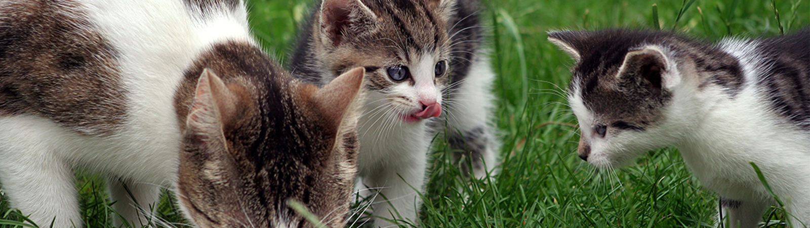 Eine Katze und zwei Kitten fressen auf einer Wiese von einem Teller.