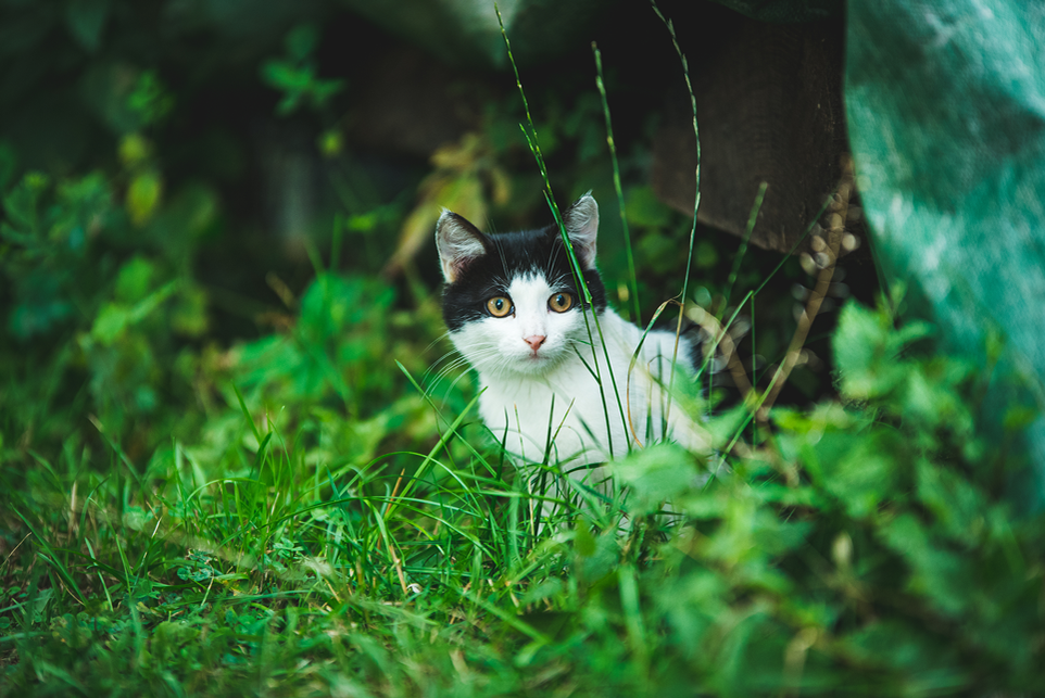 Dosen-Recycling – wie Sie beim Katzenfutter nachhaltiger handeln