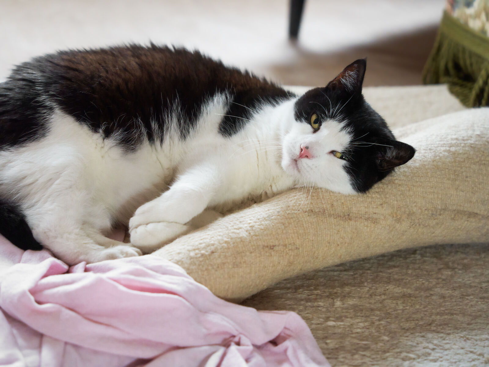 Ihre Katze blinzelt ständig? Das steckt dahinter!
