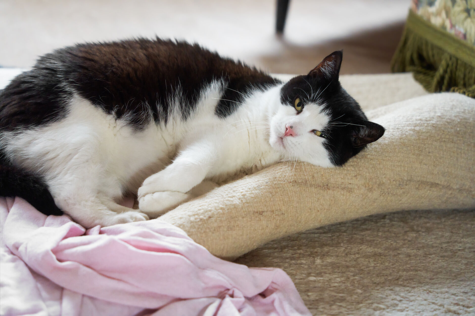 Eine Katze liegt mit halb geöffneten Augen auf einem Teppich.