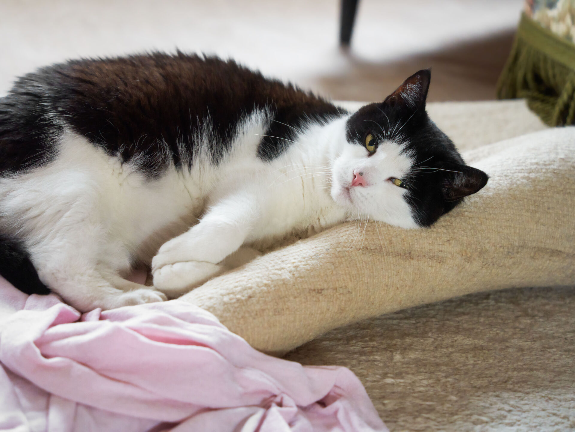 Ihre Katze blinzelt ständig? Das steckt dahinter!