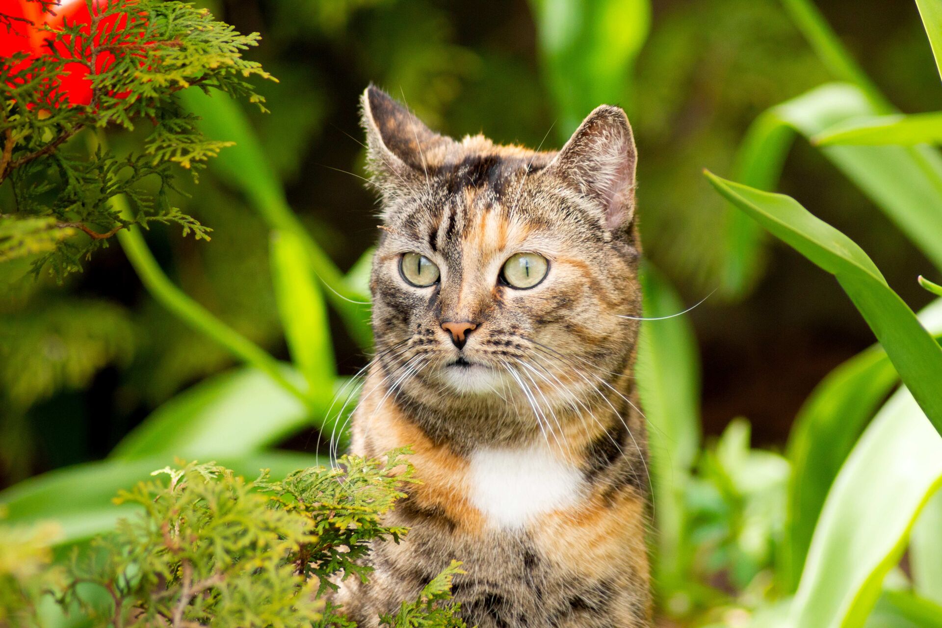 Eine Hauskatze sitzt im Garten.