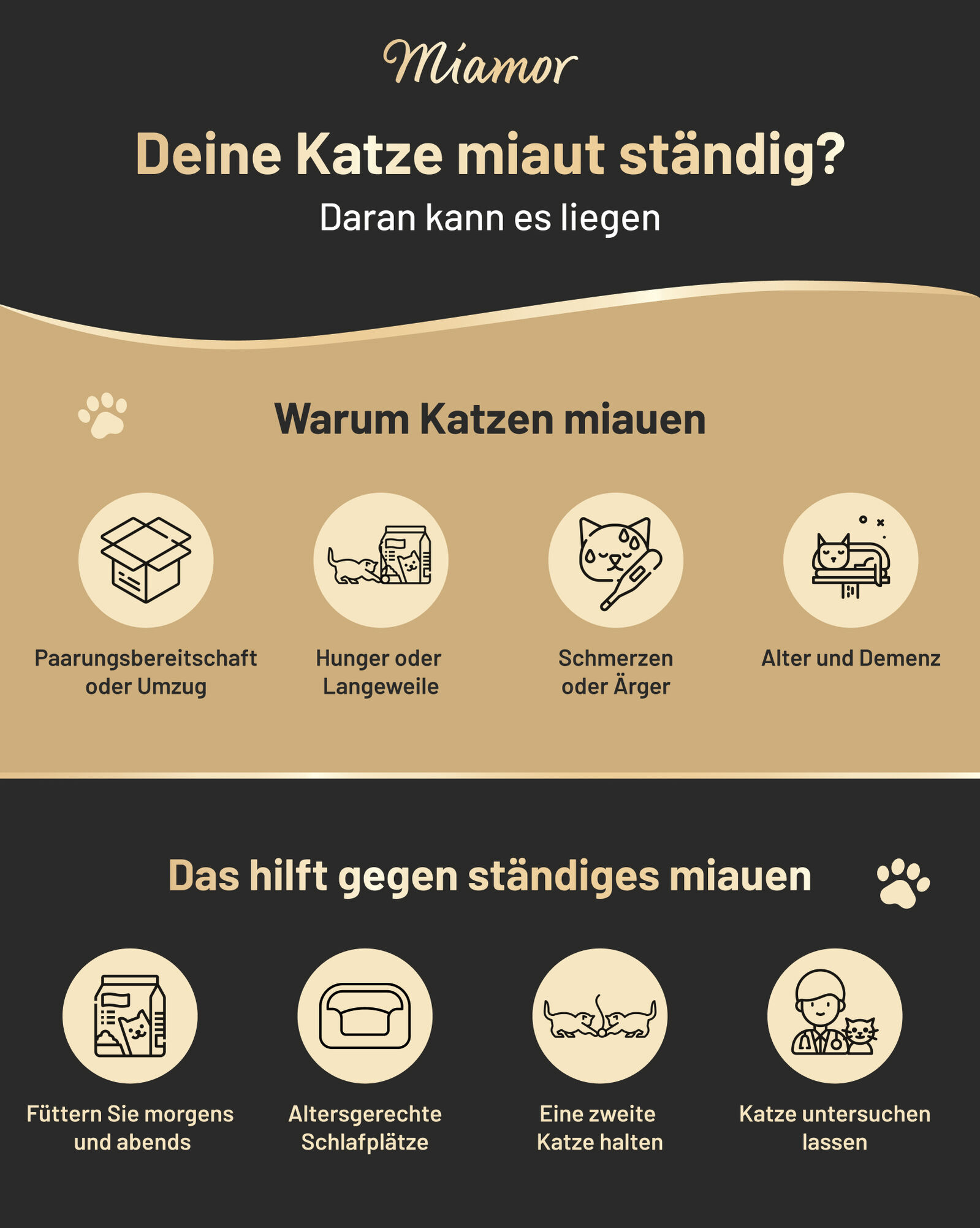 Infografik von Miamor zum Thema Katze miaut ständig