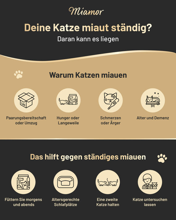 Katze miaut ständig? Daran kann es liegen Miamor