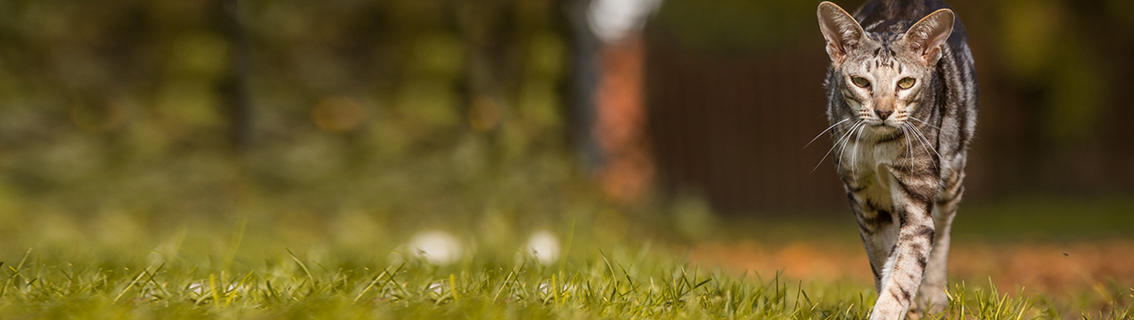 Eine dünne Katze schleicht durch einen Garten.