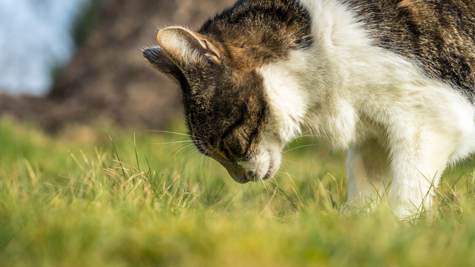 Eine Katze riecht auf einer Wiese am Gras.