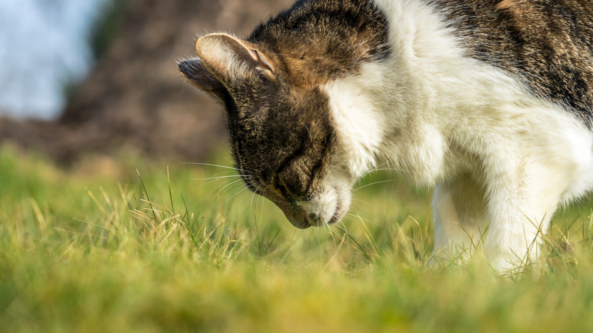 Eine Katze riecht auf einer Wiese am Gras.