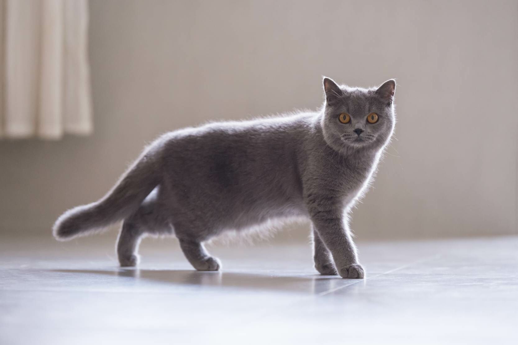 Eine Britische-Kurzhaar-Katze läuft auf Fliesenboden und schaut in die Kamera.