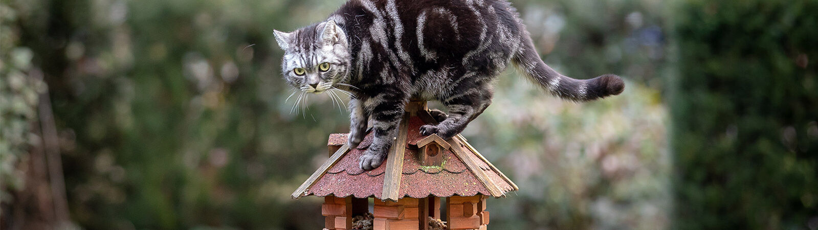 Katze steht auf einem Vogelfutterhäuschen im Garten.