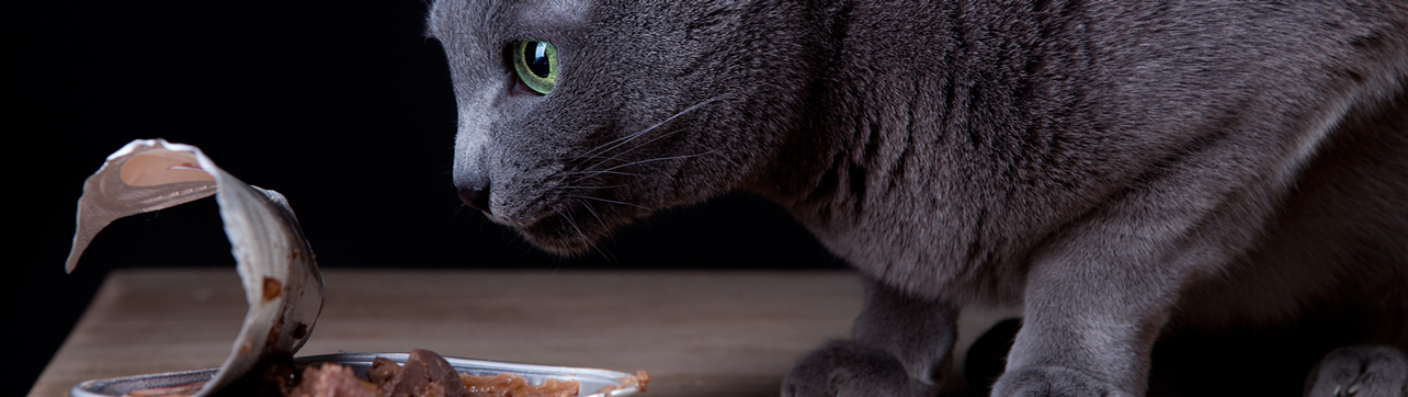 Eine Katze sitzt auf einem Tisch und betrachtet das Katzenfutter in einer geöffneten Schale. 