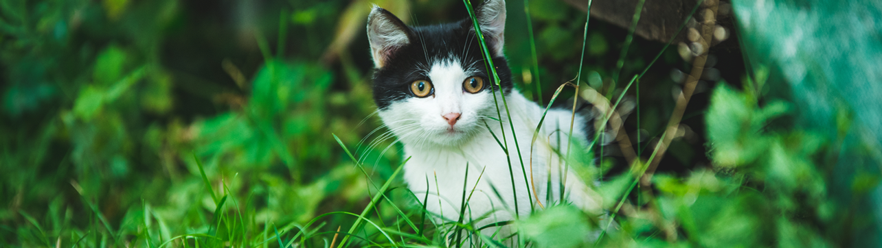 Katze zwischen Gras und Blättern schaut aufmerksam.
