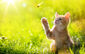 Kitten im Gras hebt seine Pfote zu einem fliegenden Schmetterling.