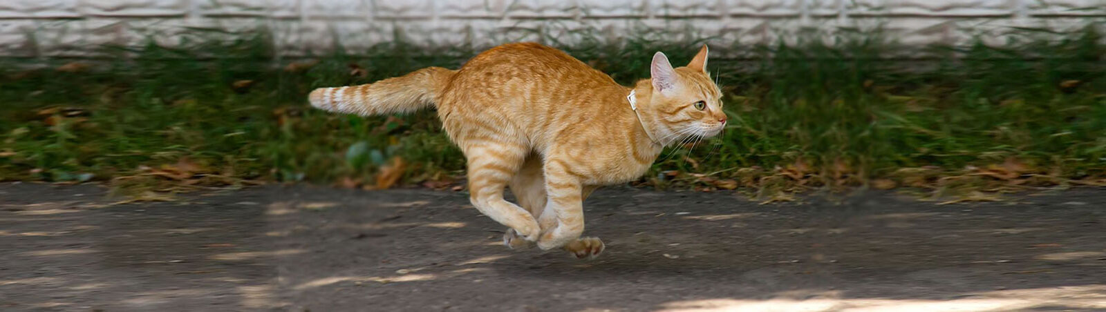 Eine Katze läuft galoppierend einen Weg entlang.