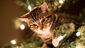 Katze sitzt im beleuchteten Weihnachtsbaum.