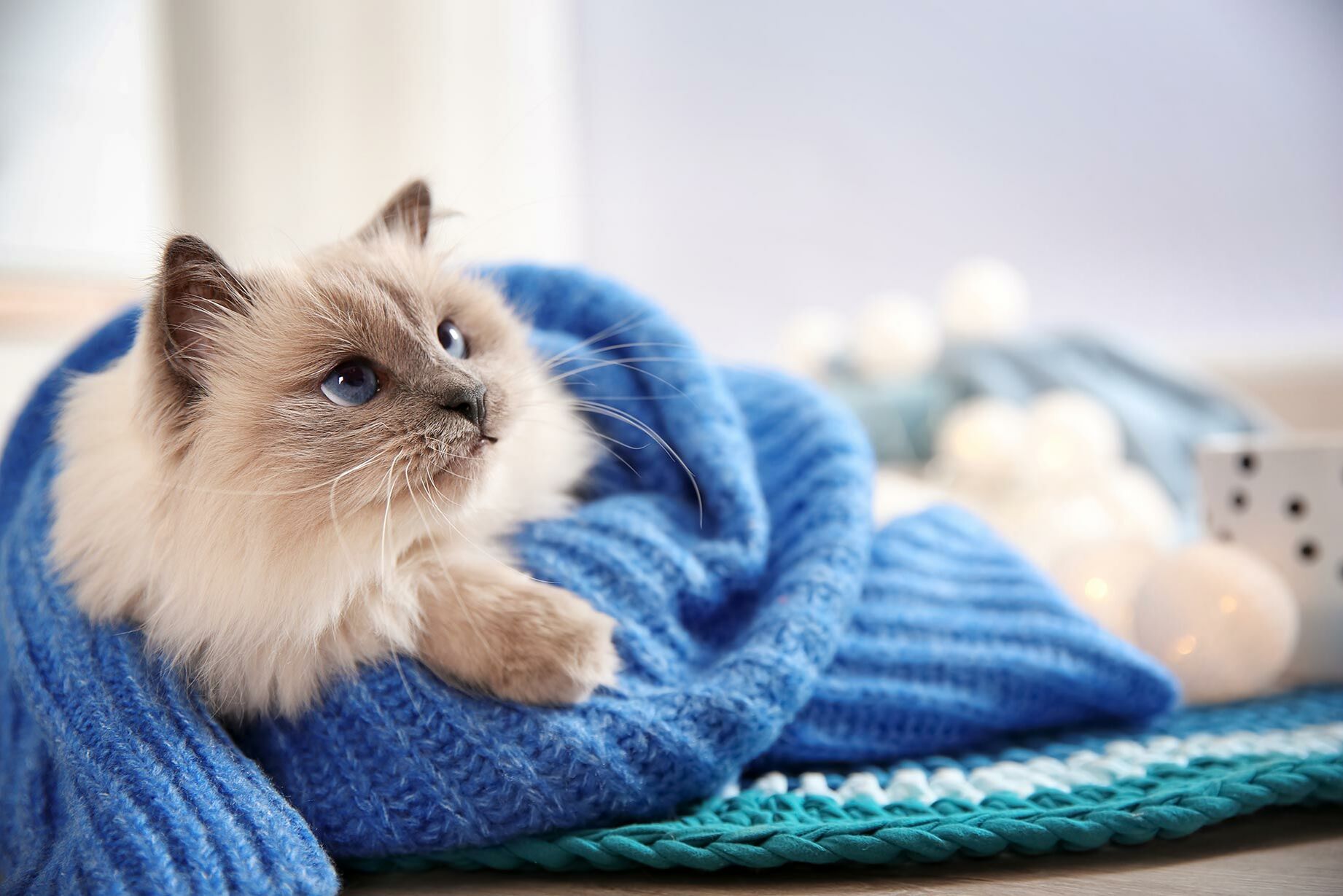 Eine helle langhaarige Katze kuschelt mit blauer Decke.