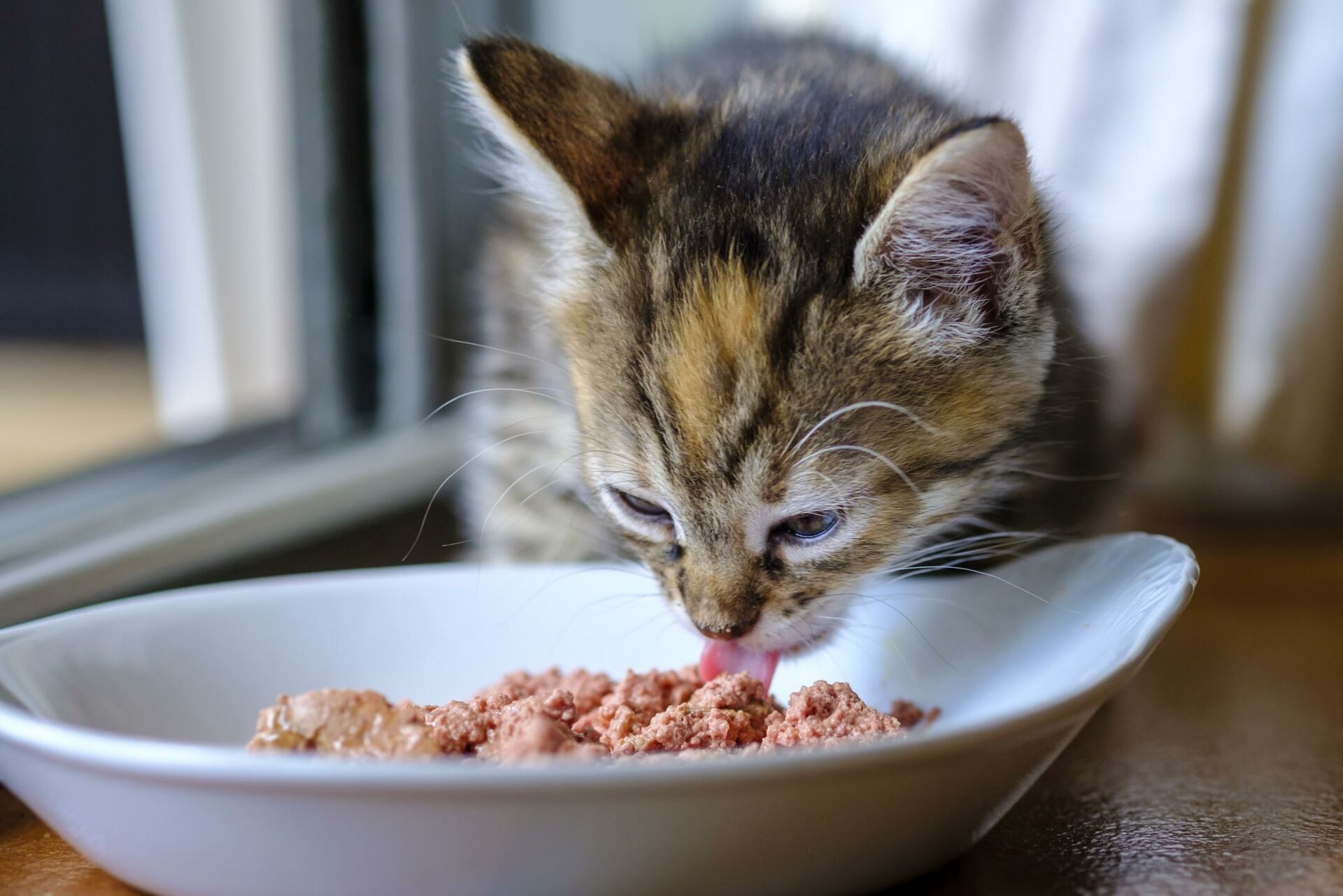 Eine Jungkatze schnuppert interessiert am Futter in einem Napf vor sich.