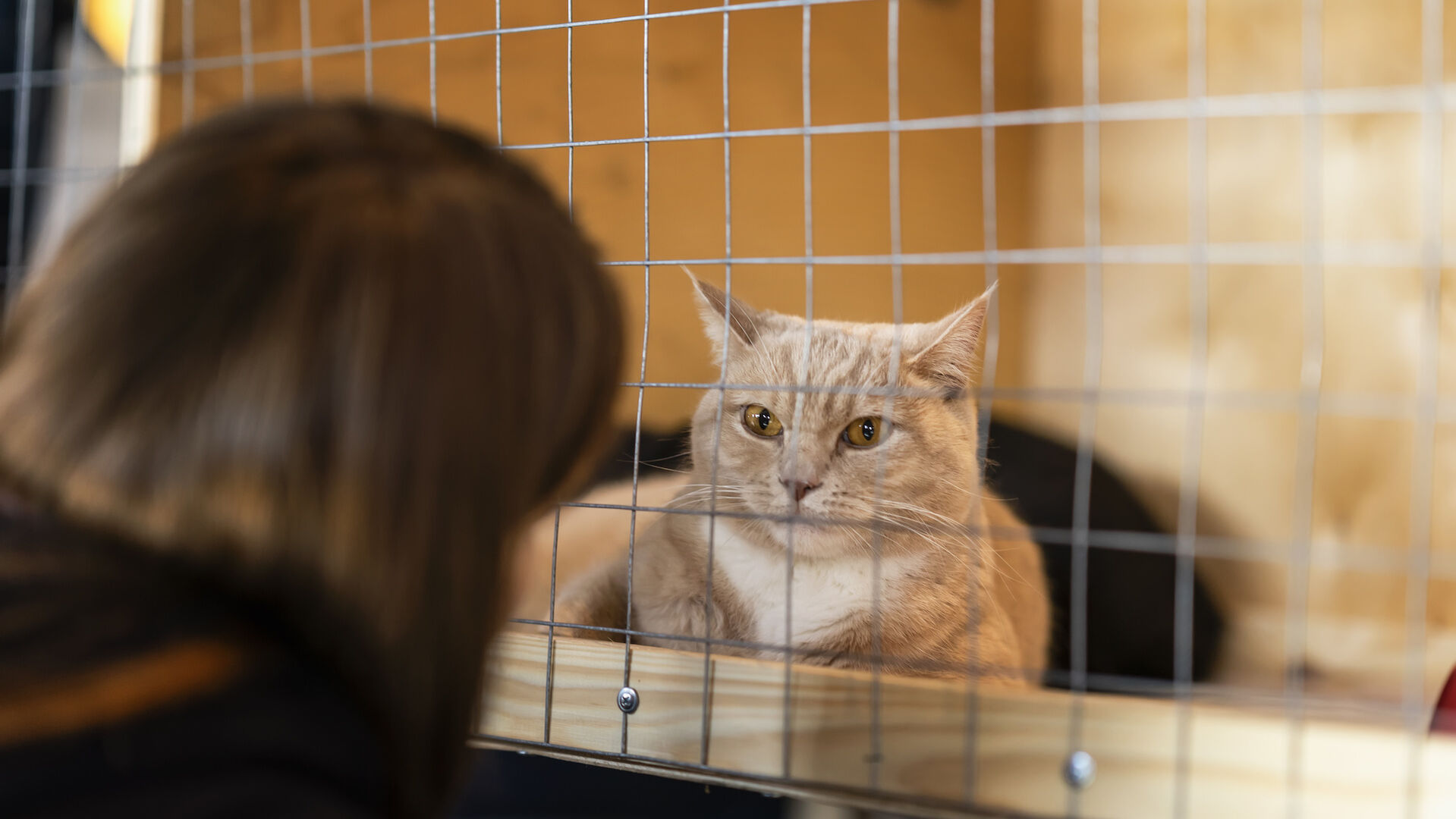 Eine Katze im Tierheim schaut eine Besucherin durch die Gitterstäbe an.