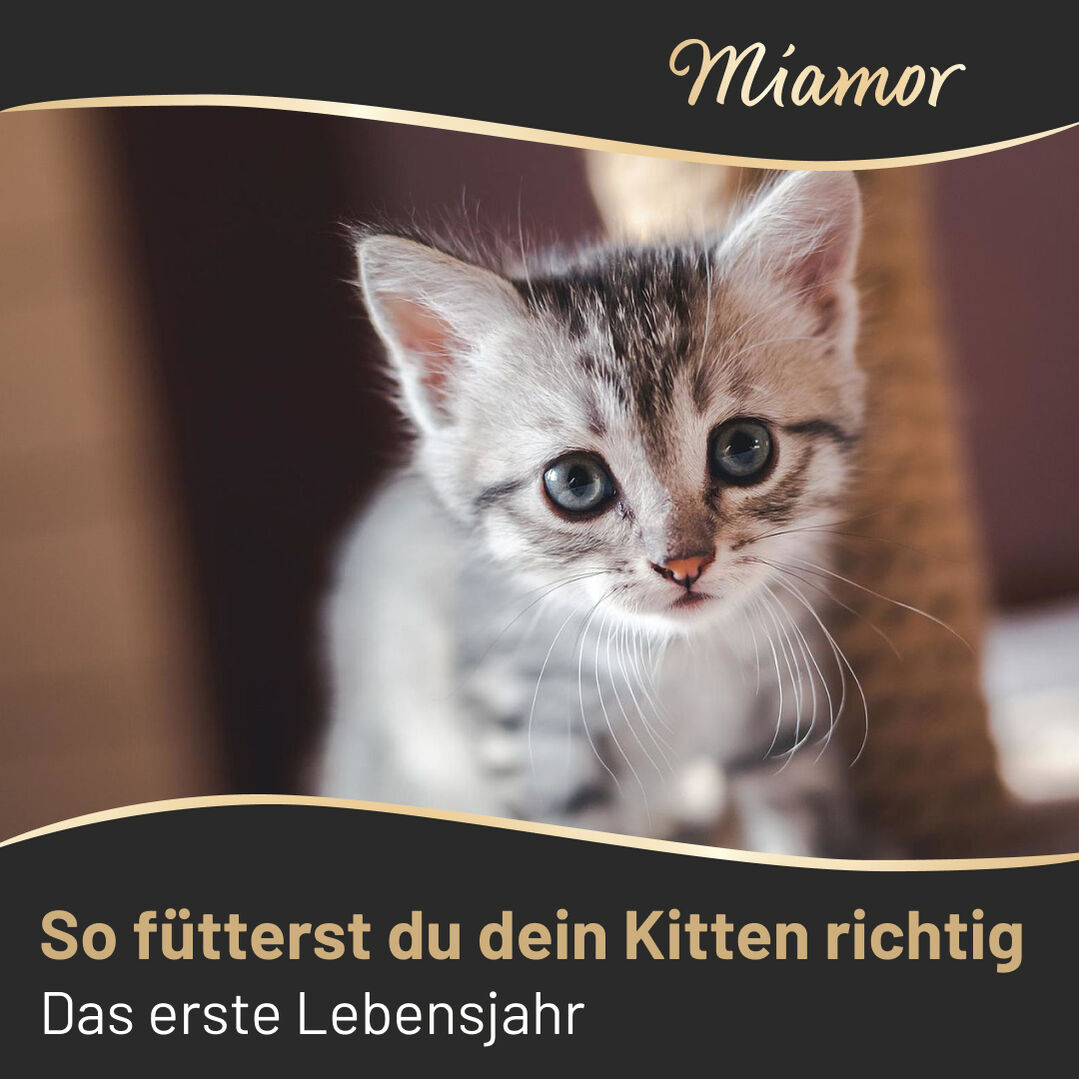 Slide 1: So fütterst du deine Katze richtig