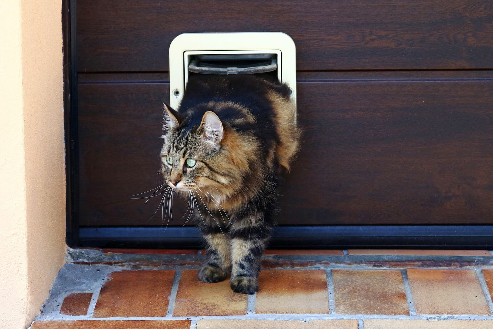 Eine Katze steigt durch eine Katzenklappe.