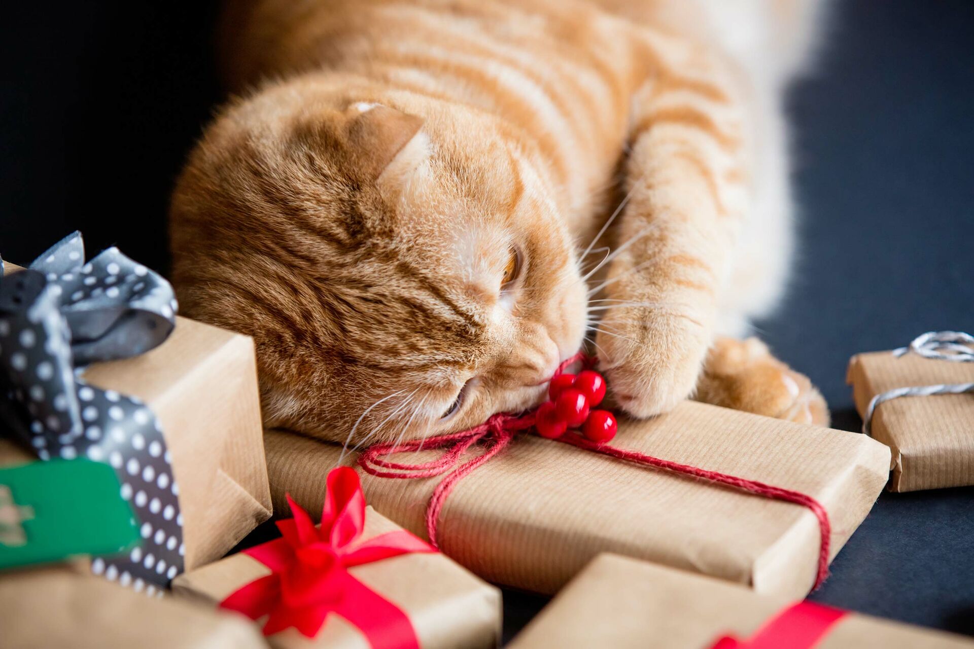 Weihnachtsgeschenke für Katzen