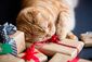 Katze spielt mit einem verpackten Geschenk.