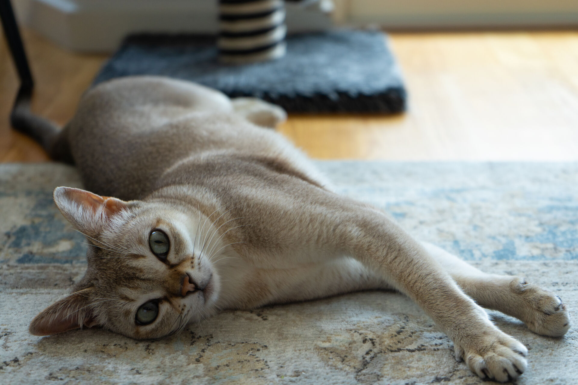 Eine Singapura-Katze, zugehörig zur kleinsten Katzenrasse der Welt, liegt auf einem Teppich.