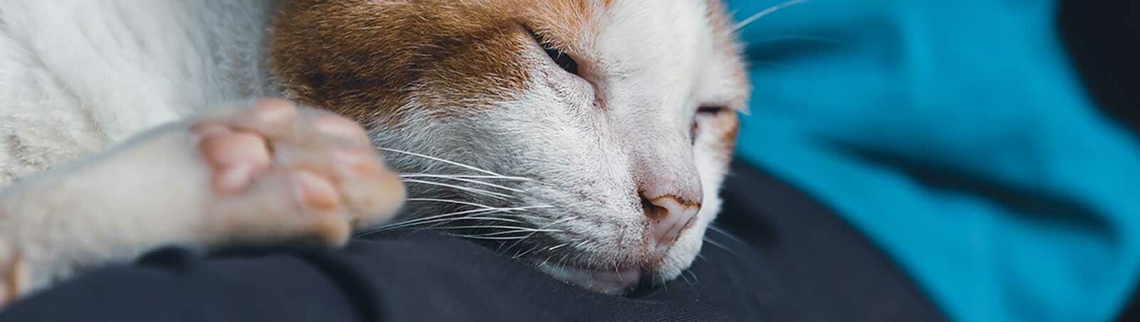 Eine Katze liegt mit geschlossenen Augen auf dem Schoß einer Person.